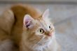 Rufous cat lying on ceramic tile floor and look forward #3