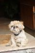 Little shaggy dog sitting in a door frame #1