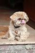 Little shaggy dog sitting in a door frame #3