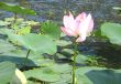 Lotus Flower