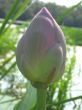 Lotus Bud