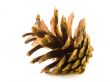 Pine Cone