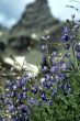 Mountain lupine