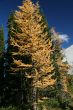 Western larch, in wind