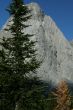 Spruce tree, Mt Birdwood