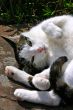 White cat
