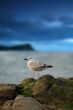 Seagull