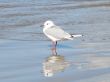 a seagull standing on the wet sand