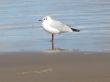 a seagull standing on the wet sand