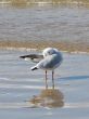 a seagull standing on the wet sand