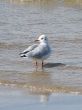 a seagull standing on the wet sand