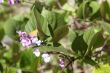 purple vine flowers
