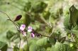 purple vine flowers