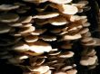 Closeup of fungi on Cypress