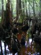 Cypress trees and knees