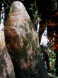 Cypress Knee in the Swamp