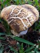 Fungi Mushroom