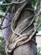 Wisteria Vines Wrap Oak tree