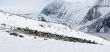 Adelie penguin rookery
