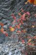 Red osier dogwood branches