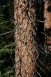 Spruce trunk