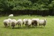 Dutch sheep