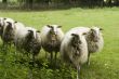 Dutch sheep