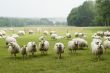 Dutch sheep