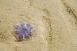 Jelly-fish