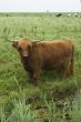 Scotch Highlander cow