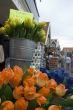 Tulips for sale