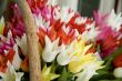 tulips for sale