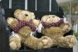 two brown bears