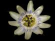 Passion Flower Isolated over Black