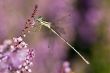 dragonfly on heather