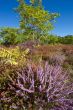 heather and trees