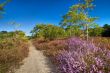 wild nature path