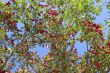 hawthorn against blue sky