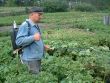 Chemical processing of a potato
