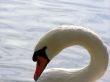 portrait of swan