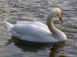 swan on the lake