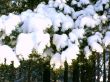 snow-bound branch