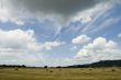 landscape with hay