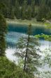 Conifer in front of blue lake
