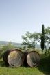 wine barrels
