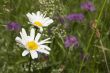 wild flowers with daisy