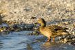 ordinairy duck with sunset