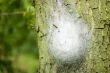 Oak Processionary
