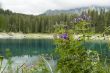 Geranium by lake in mountains