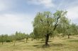 Olive Orchard